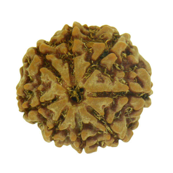 8 mukhi rudraksha